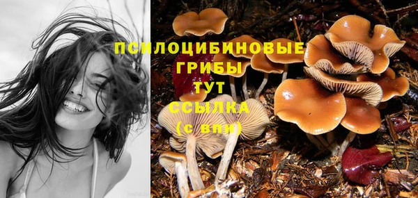 прущие грибы Абаза